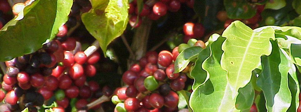 BRU TREKKER Growler  Cherry Blend Coffee Roasters